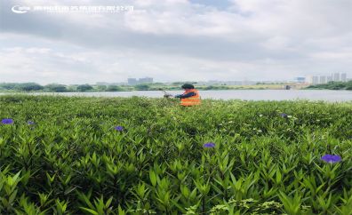 最美河涌管护者——廖必芳